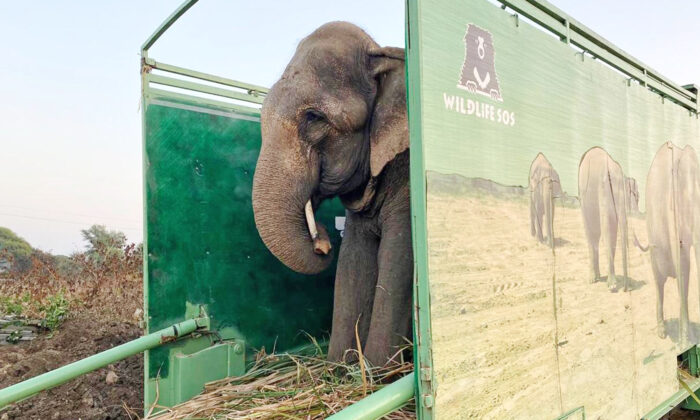Jai, the 50-year-old begging elephant, being transferred to the Wildlife SOS Elephant Hospital in Mathura, India, on Dec. 10. (Courtesy of Wildlife SOS)