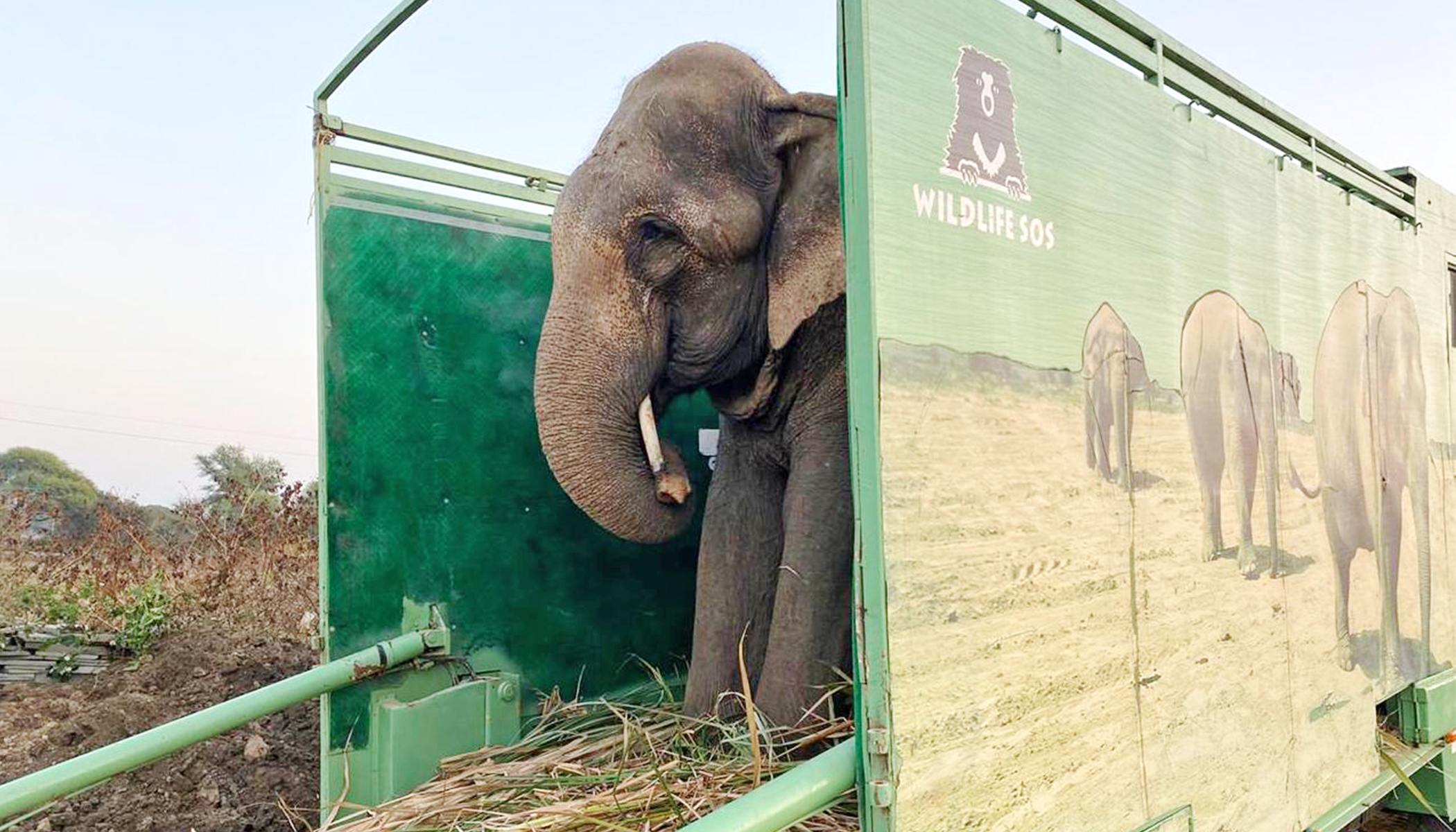 Elephant That Begged for 40 Years With Spiked Chains Tied Around Legs ...