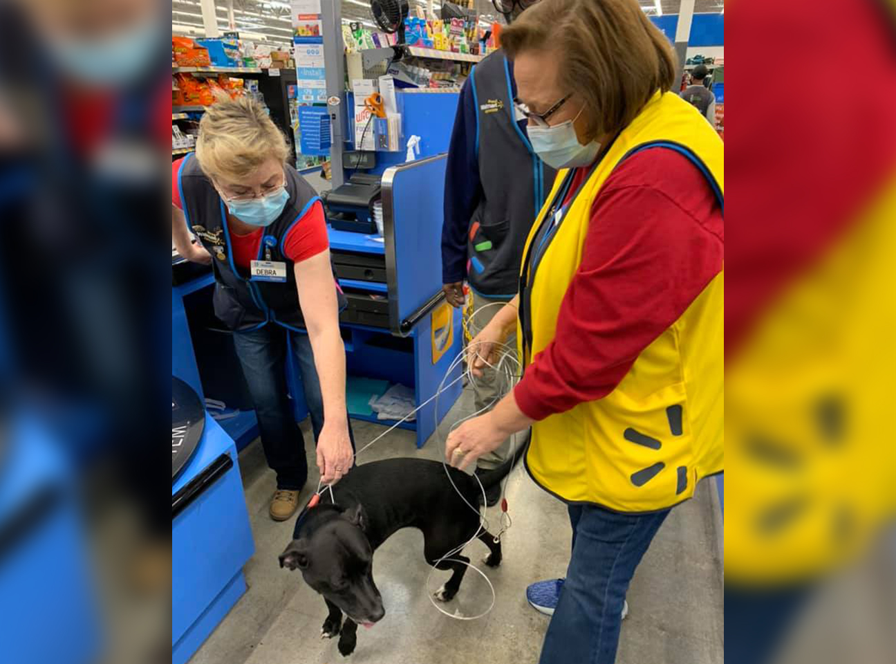 can i take dogs into walmart