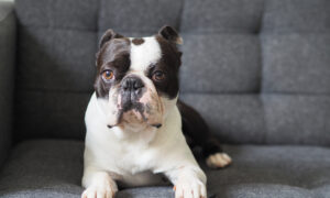 Ask the Vet: Battery Ingestion Can Cause Severe Damage