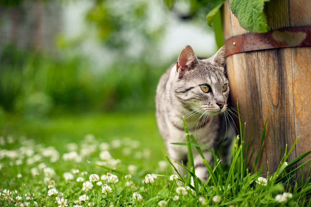 5-easy-ways-to-keep-cats-out-of-your-yard-and-garden