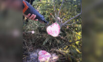 Late Wife Sends ‘Sign’ to Surviving Husband With Heart-Shaped Christmas Tree Trunk