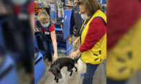 Reunion at Walmart: Dog Lost for 3 Weeks Wanders Into Store to Find Owner at Work