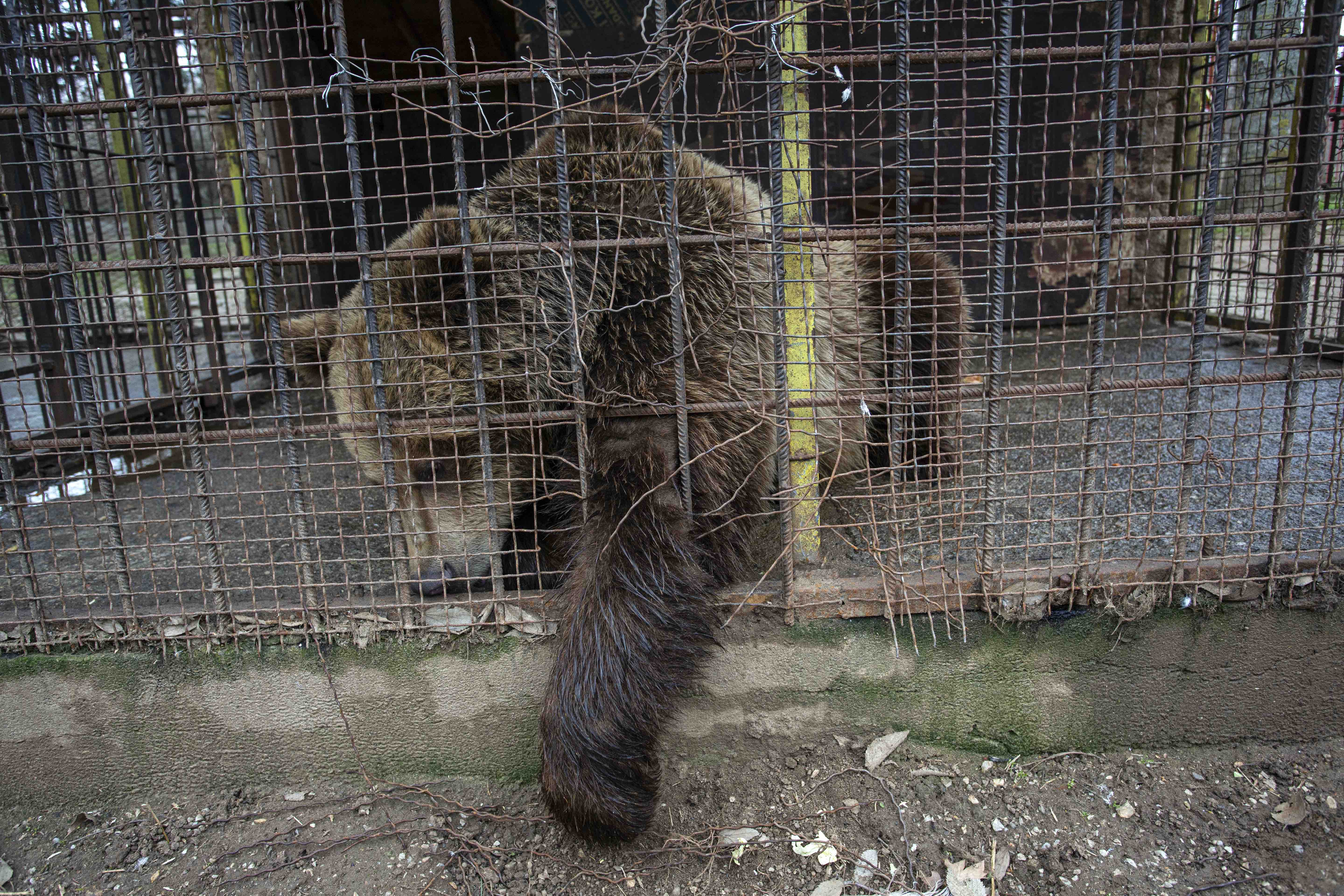 Epoch Times Photo