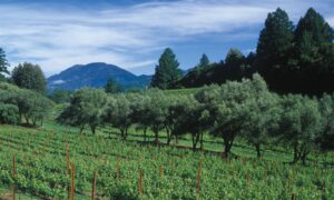 Wine Talk: A Schramsberg for the Ages