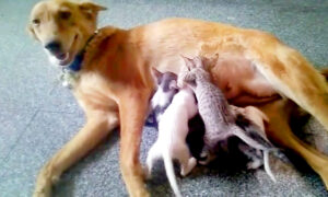 Mother Dog 'Adopts' Litter of 5 Kittens in Need After Their Mom Goes Missing