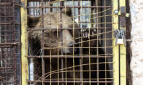 Bear That Was Kept Illegally in a Small Rusty Cage for 3 Years at a Zoo Gets a New Home