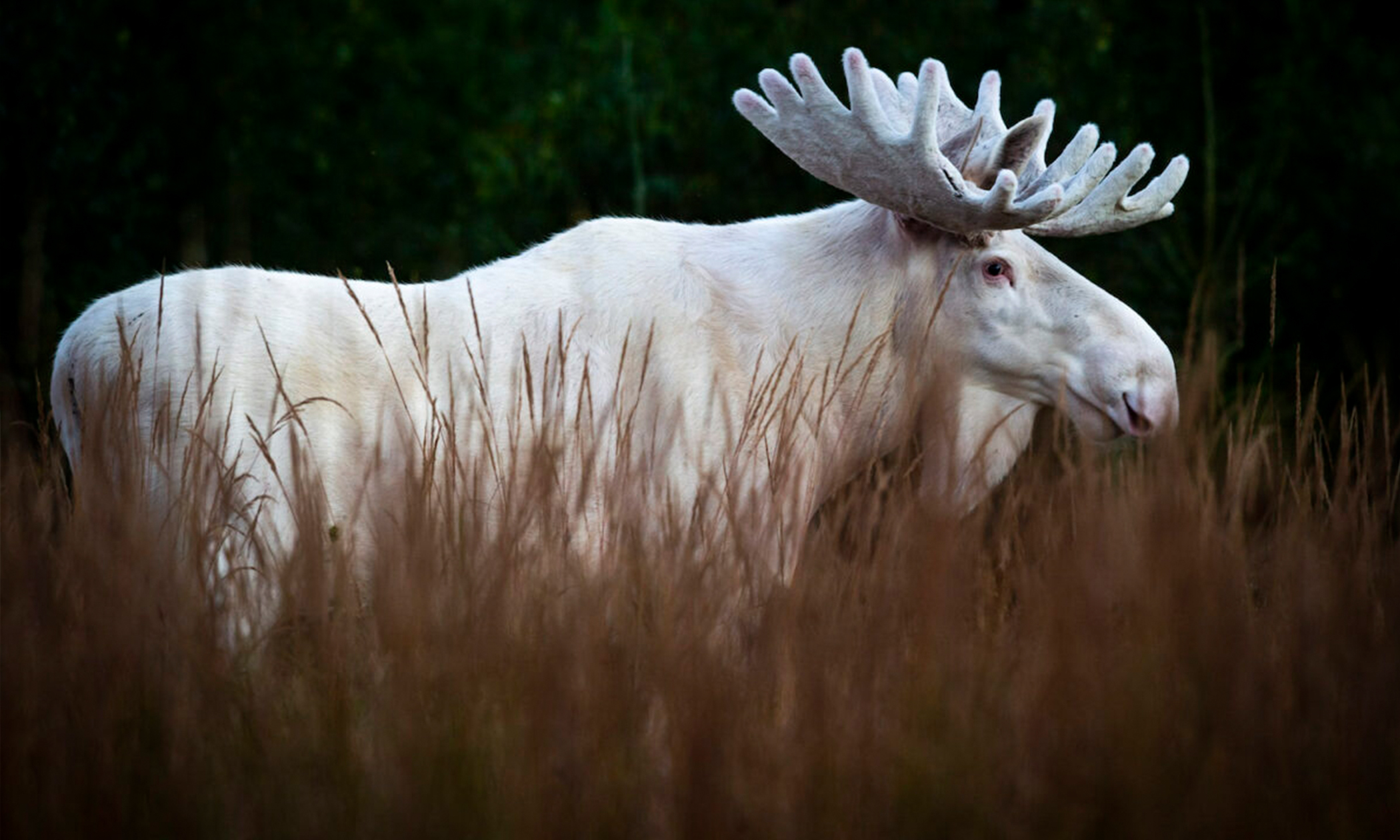 albino bull moose