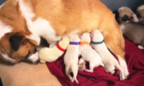 Rescued Corgi Mom ‘Adopts’ Labrador Puppy Litter After Their Mother Dies in Delivery