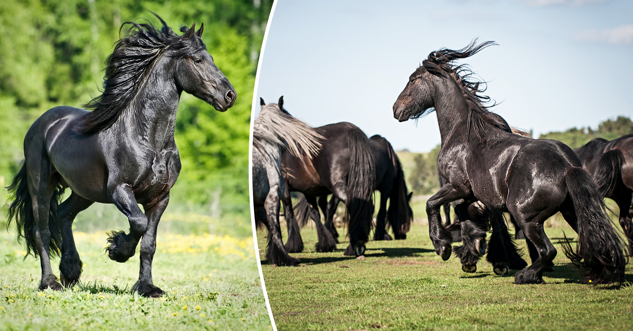 Silver Black Horse Breeds