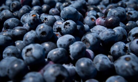 BC Helps Fund Blueberry Farmers Against US Trade Commission Investigation