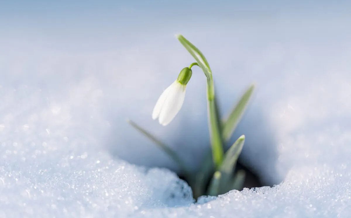 Snowdrops (Galanthus nivalis) are one of the first of all spring flowers to bloom. (Stone36/Shutterstock)
