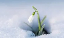 Earliest Spring Flowers