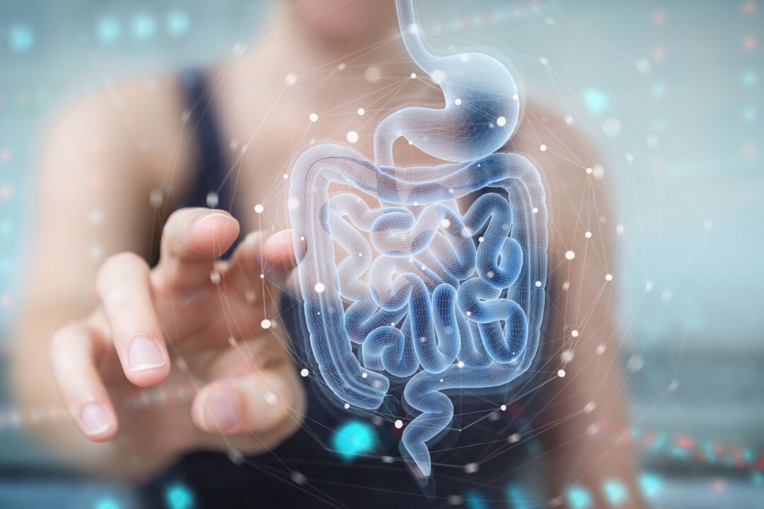 Study Finds That Immunity Is Related to Gut Health and Diet