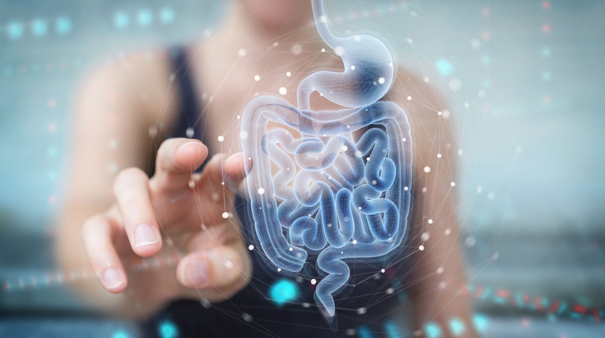 Study Finds That Immunity Is Related to Gut Health and Diet