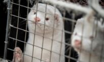 B.C. Mink Farmer Destroys 1,000 Animals After Some Test Positive for COVID-19