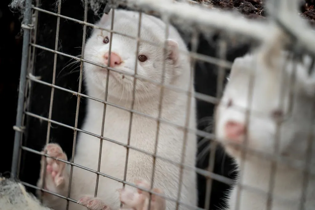 Minks look out of a cage at a fur farm in the village of Litusovo, northeast of Minsk, Belarus in this file photo. (AP Photo/Sergei Grits, File)