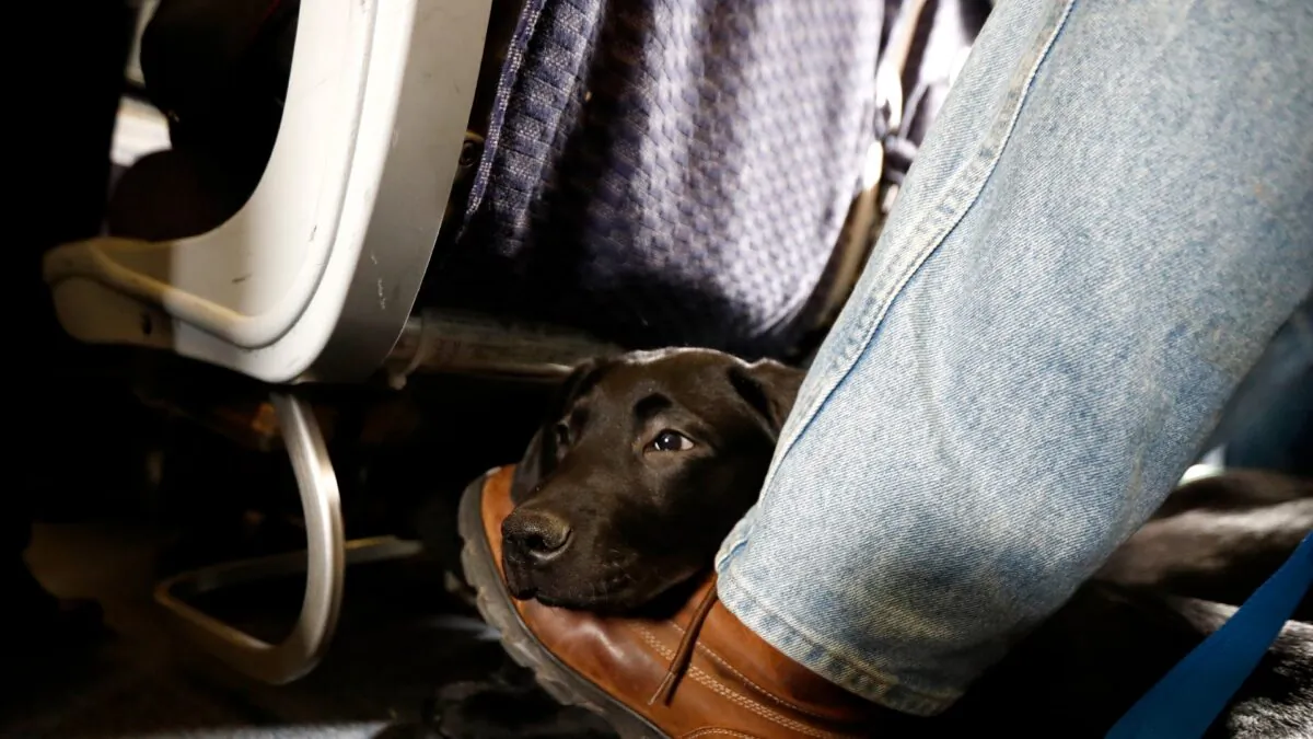 A service dog rests on the foot of its trainer while sitting inside a United Airlines plane at Newark Liberty International Airport in Newark, N.J., on April 1, 2017. (Julio Cortez/AP Photo)