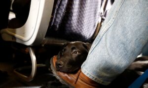 American Airlines Is Grounding Emotional-Support Animals