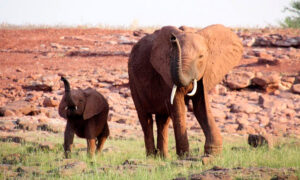 Team Rescues Mother Elephant Walking in Pain With Hunter's Snare Cutting Into Her Leg