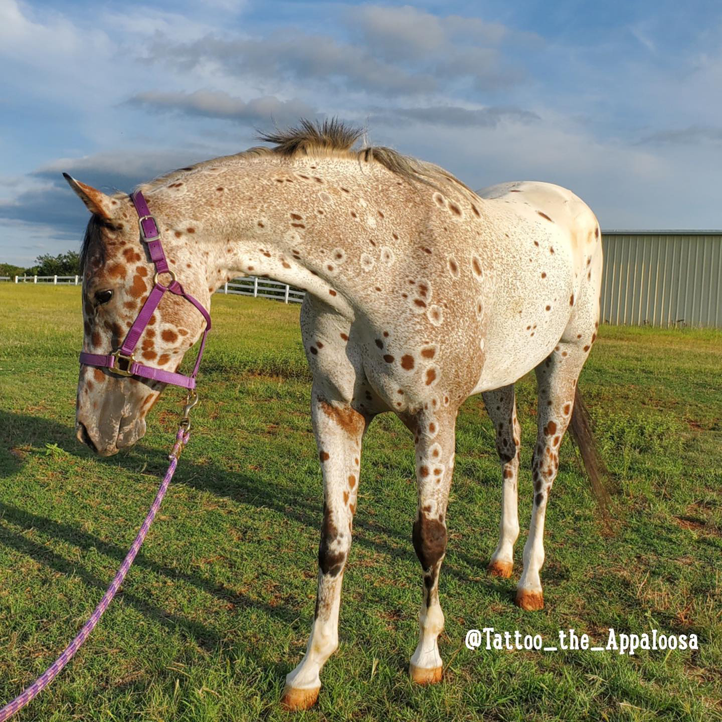 Tattoo the Appaloosa