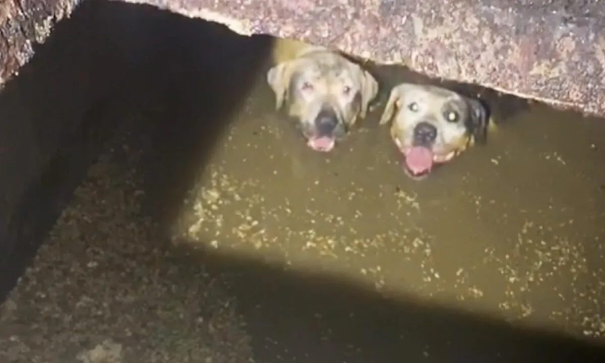 (Courtesy of Miami-Dade Animal Services)