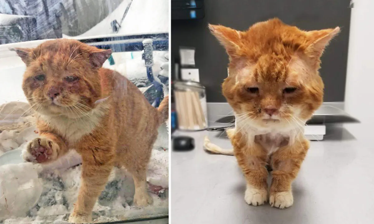 (Courtesy of One cat at a time)