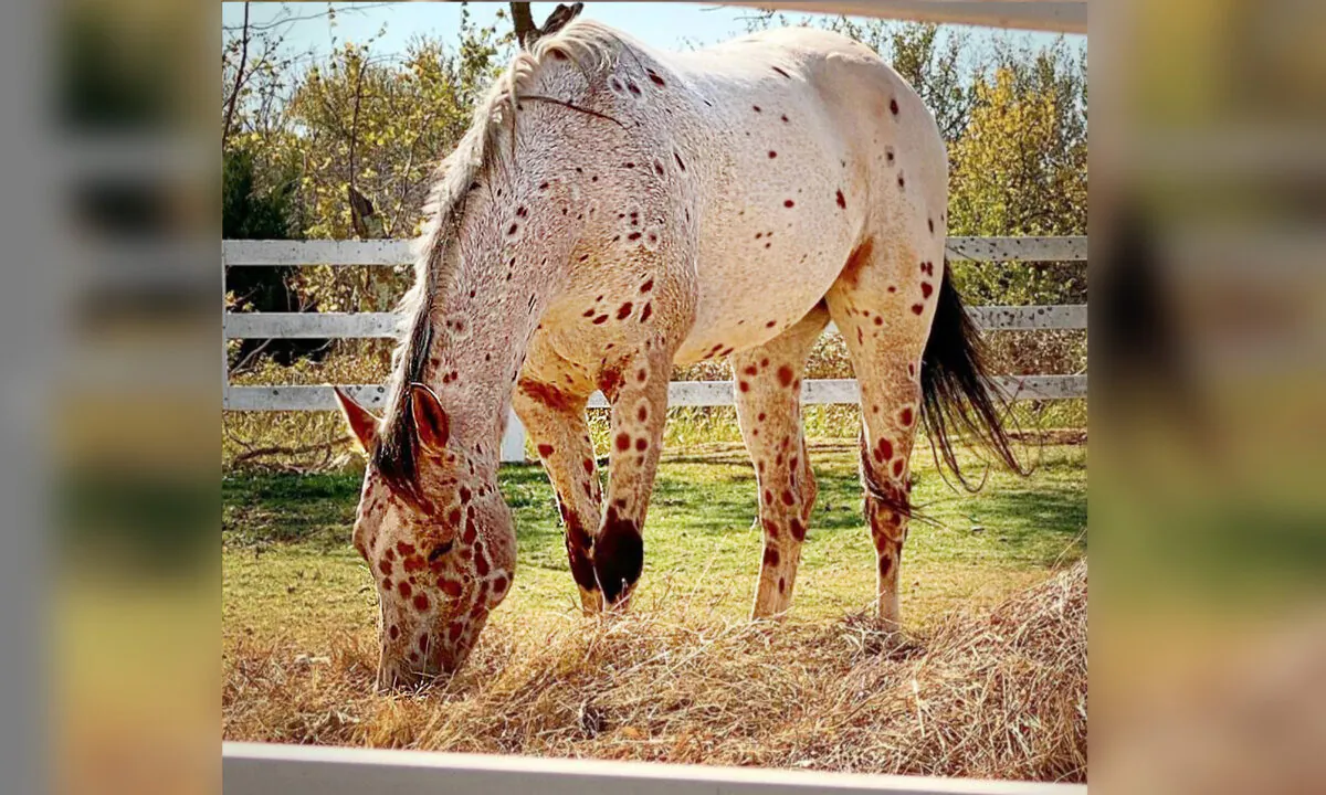 (Courtesy of Tattoo the Appaloosa)