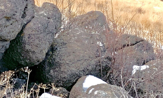 Can You Spot the Mountain Lion ‘Hidden in Plain Sight’ in This Photo of a Few Boulders?