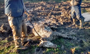 Left to Die in a 'Sea of Mud,' Young Horse Rescued in Nick of Time Thrives in Foster Care