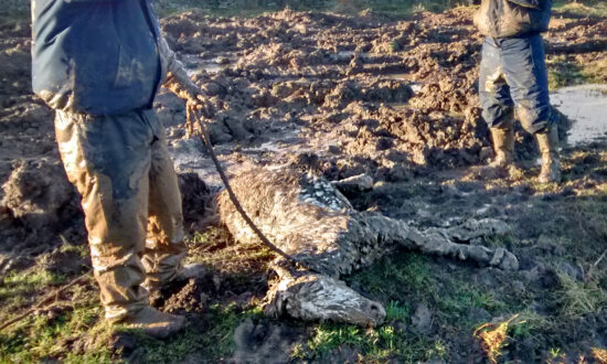 Left to Die in a ‘Sea of Mud,’ Young Horse Rescued in Nick of Time Thrives in Foster Care