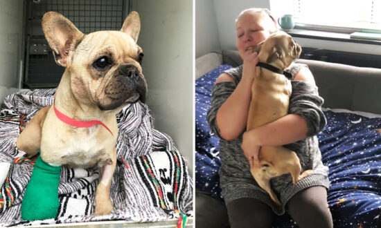 Stolen Dog With Injured Leg ‘Dumped Like Rubbish,’ Reunites With Family After 8 Months