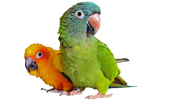 Smart Ways to Save Money on Pet Care