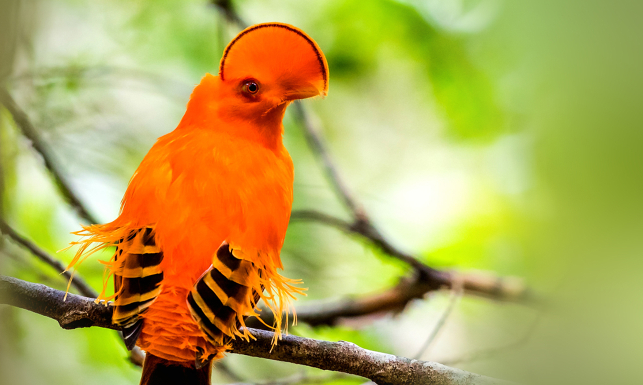 Bird With Unusual Half Moon Crest Is The Must See Species In Tropical Rainforests Bird With Unusual Half Moon Crest Is The Must See Species In Tropical Rainforests