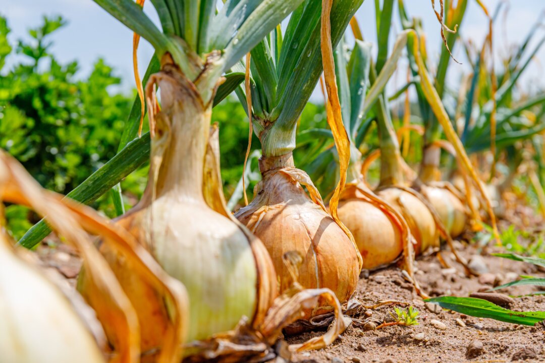 Onions are
surprisingly high
in beneficial
polyphenols.(nnattalli/Shutterstock)