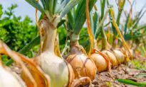 Can an Onion a Day Keep the Doctor Away?