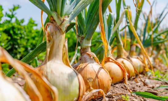 Can an Onion a Day Keep the Doctor Away?