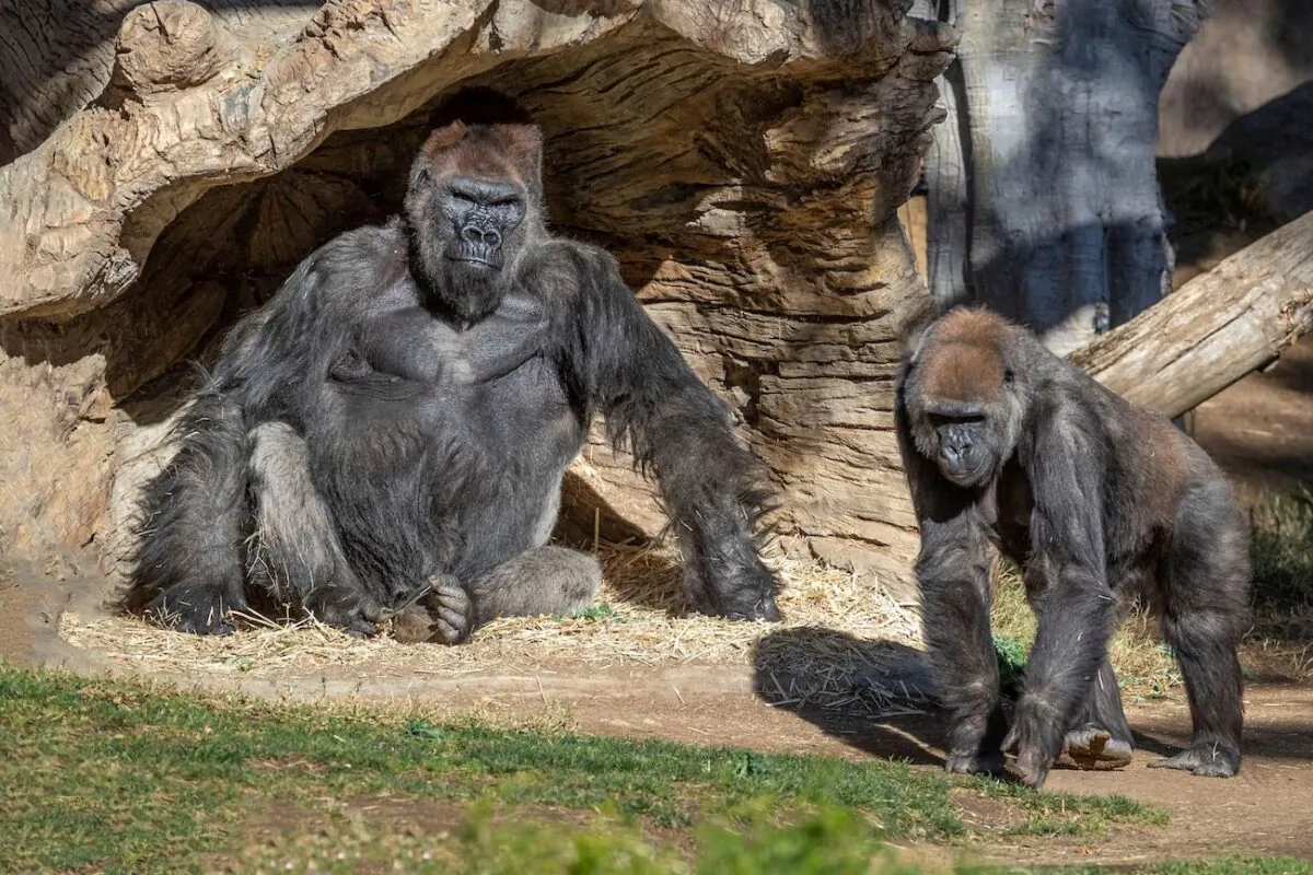 Gorillas sit after two of their troop tested positive for COVID-19 after falling ill, and a third gorilla appears also to be symptomatic, at the San Diego Zoo Safari Park in San Diego, Calif., on Jan. 10, 2021. (Ken Bohn/San Diego Zoo Global/Handout via Reuters)