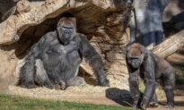 San Diego Zoo Gorillas Test Positive for COVID-19, First Known Case Confirmed in Apes
