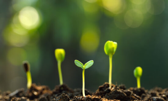 How to Test Saved Garden Seeds