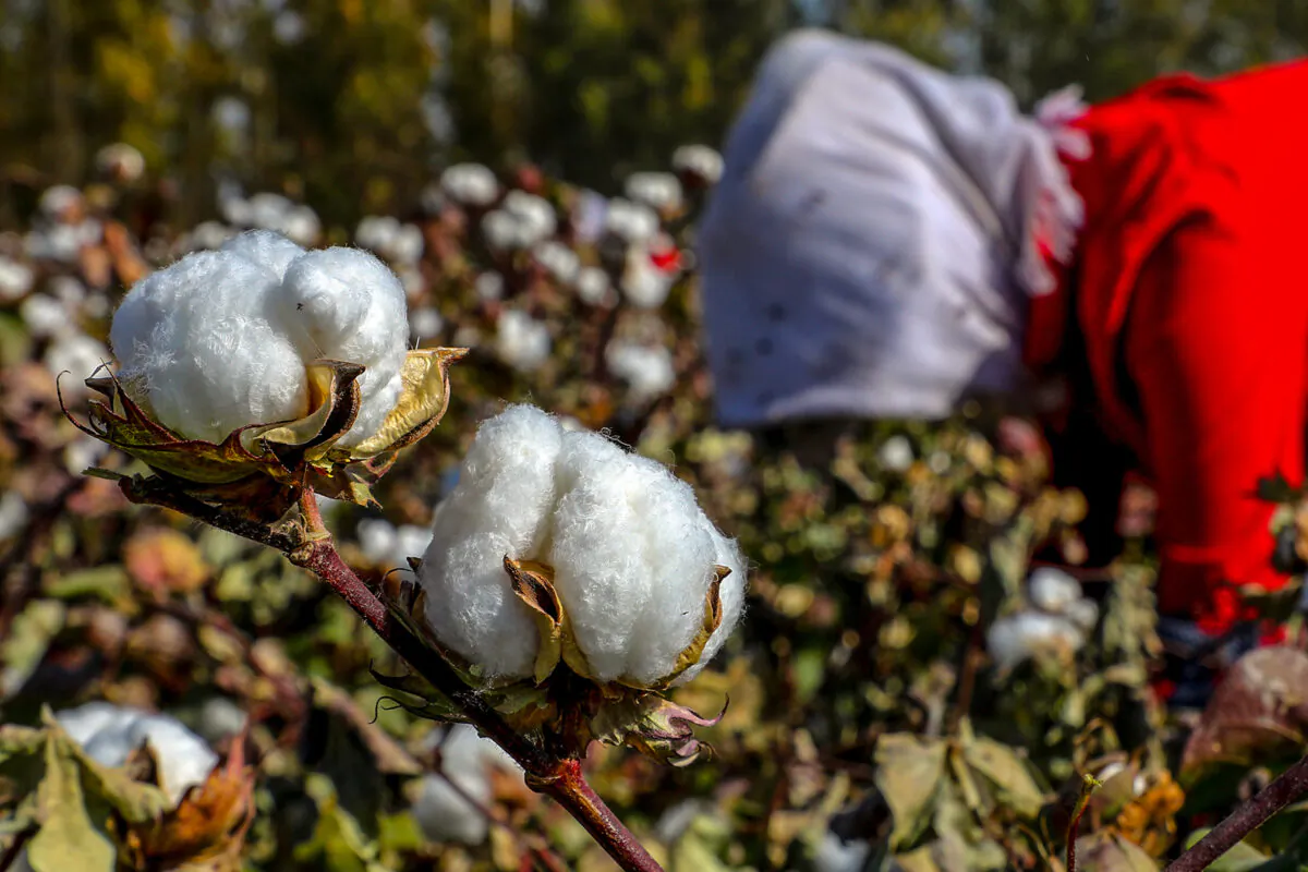 A farmer picks cotton in a field in Hami in China's northwestern Xinjiang region on Oct. 14, 2018. (STR/AFP via Getty Images)