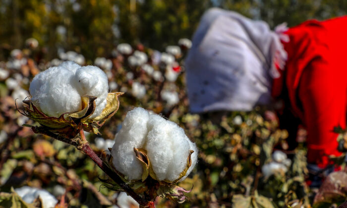 A farmer picks cotton in a field in Hami in China's northwestern Xinjiang region on Oct. 14, 2018. (STR/AFP via Getty Images)
