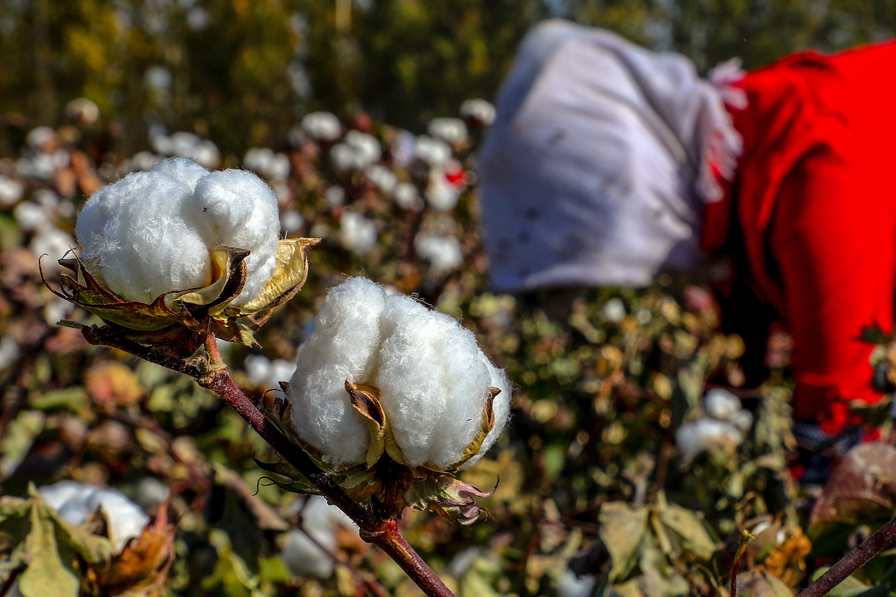 The Latest US-Implemented Law Changes China's Cotton Industry - Vimarsana News