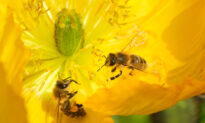 Preserving Our Pollinators