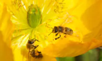 Preserving Our Pollinators