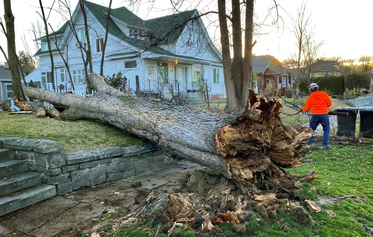 A private tree crew cleans up a wind-downed tree in a Walla Walla, Wash., on Jan 13, 2020. (Greg Lehman/Walla Walla Union-Bulletin via AP)
