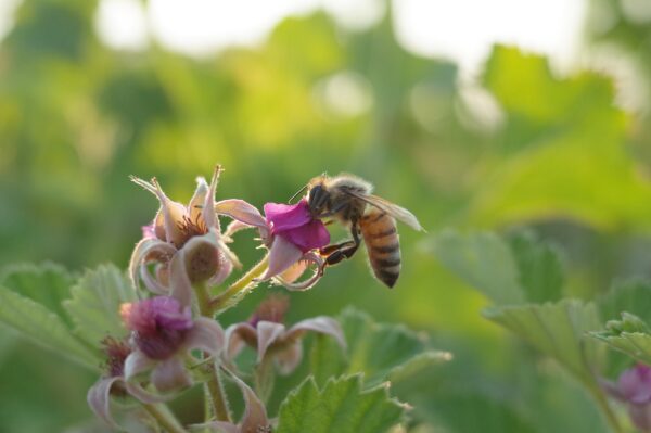 bee