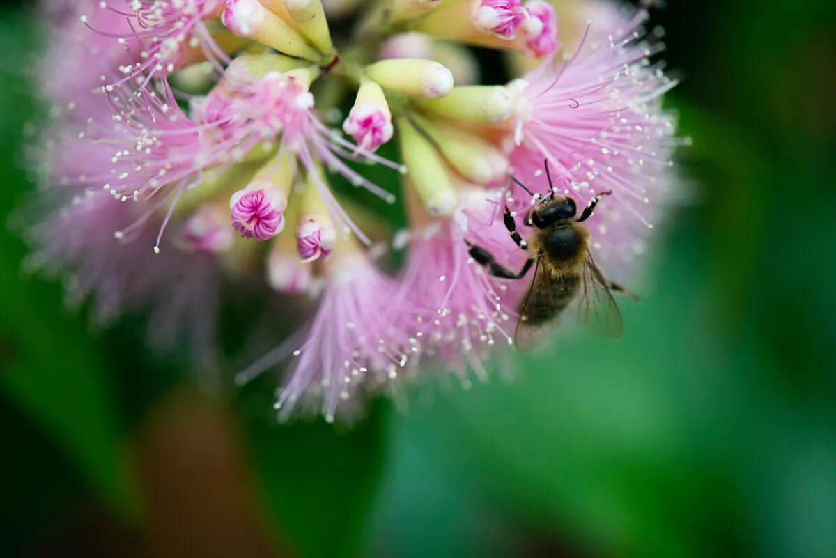 Bees face the threat of insecticides and mites. (Nicole Pearce/Unsplash)