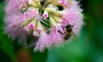 Pesticides May Be Slowly Killing Bees, Study Says