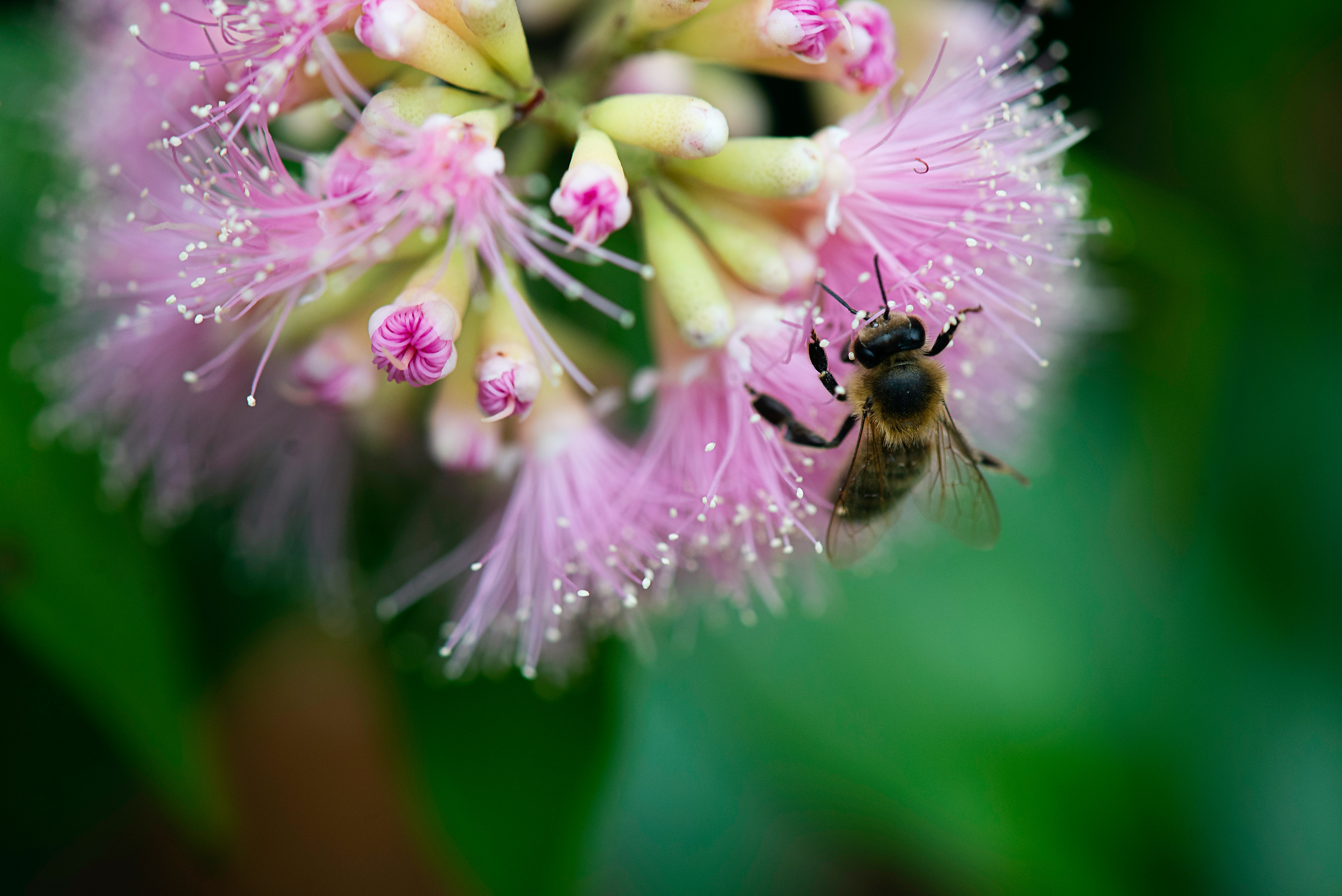 Pesticides May Be Slowly Killing Bees, Study Says - Vimarsana News